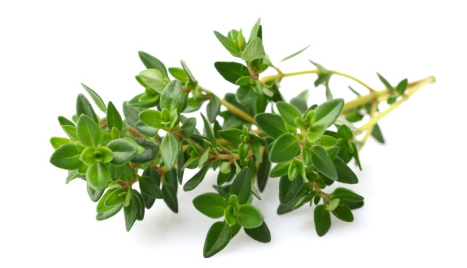 thymian